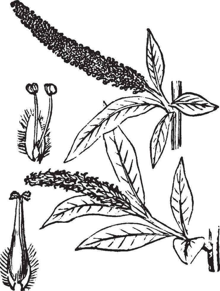 Willow vintage illustration. vector
