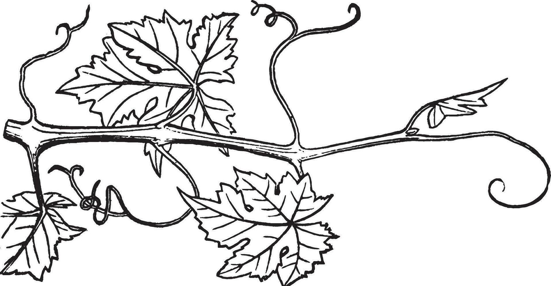 ilustración vintage de vid de uva. vector
