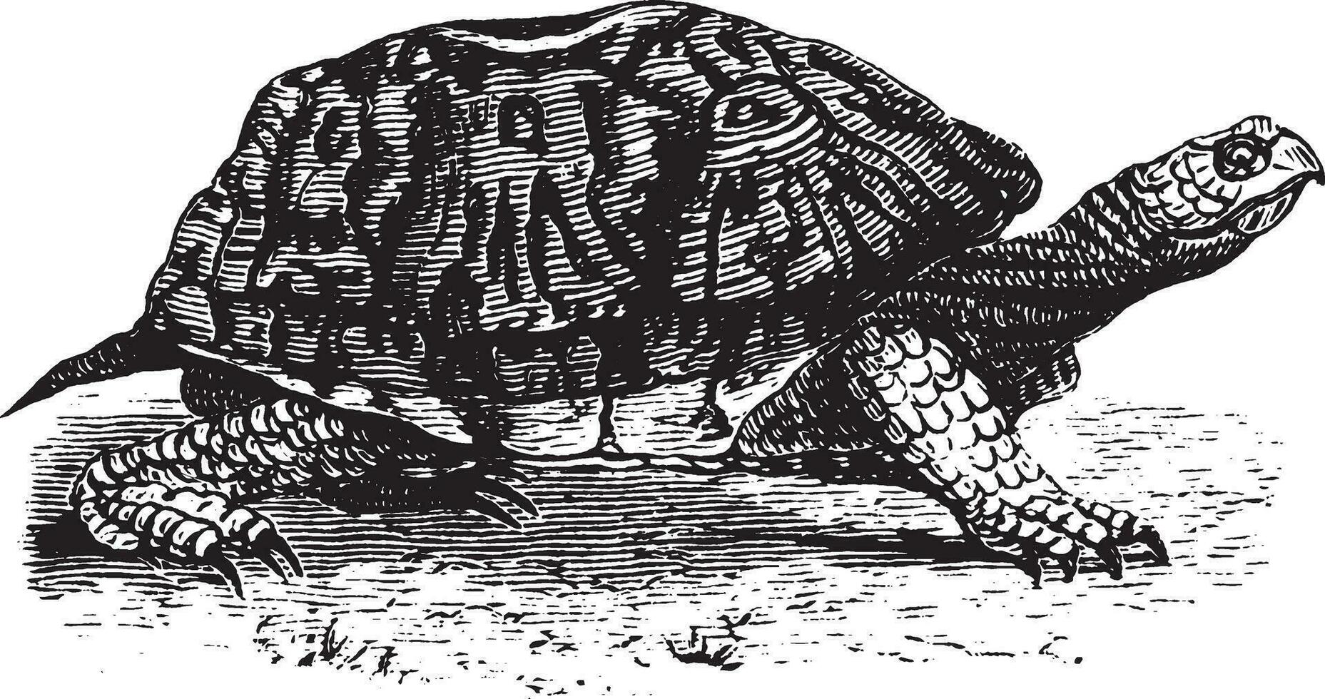 Box Tortoise, vintage illustration. vector