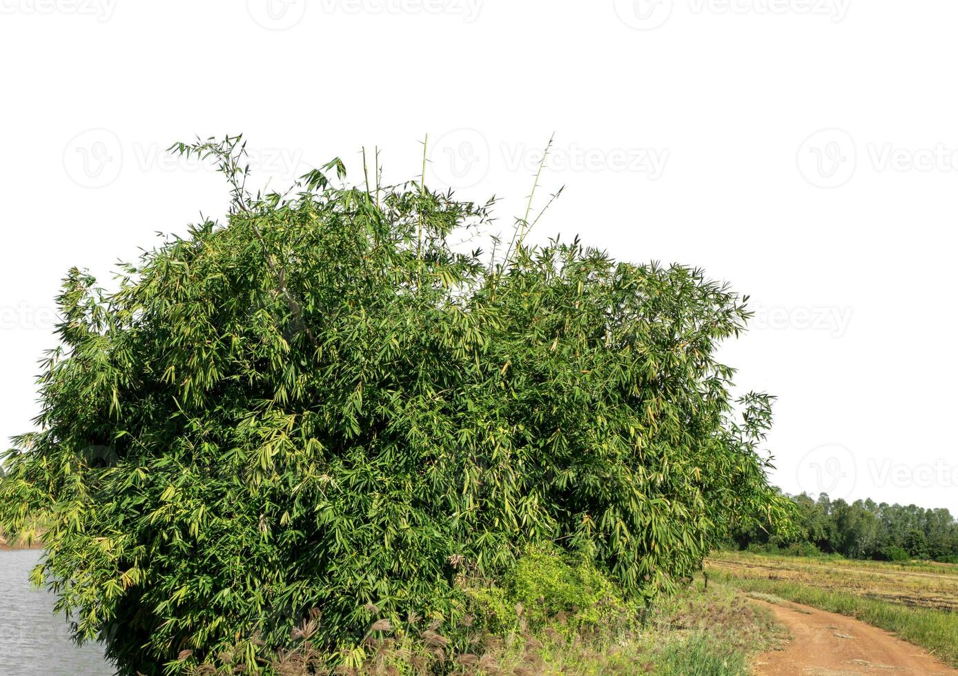 A group of rich green trees High resolution on white background. photo