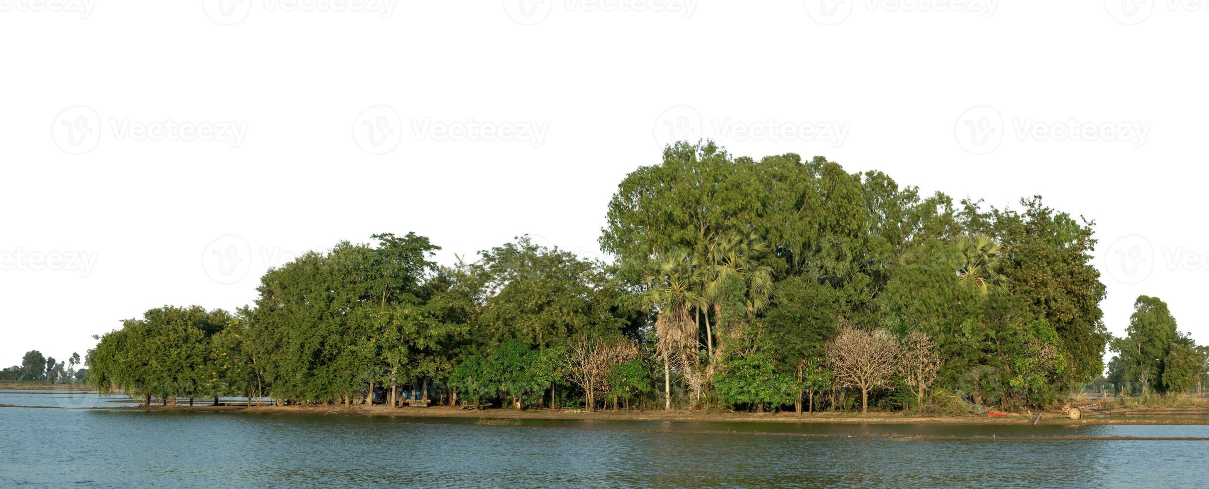 A group of rich green trees High resolution on white background. photo