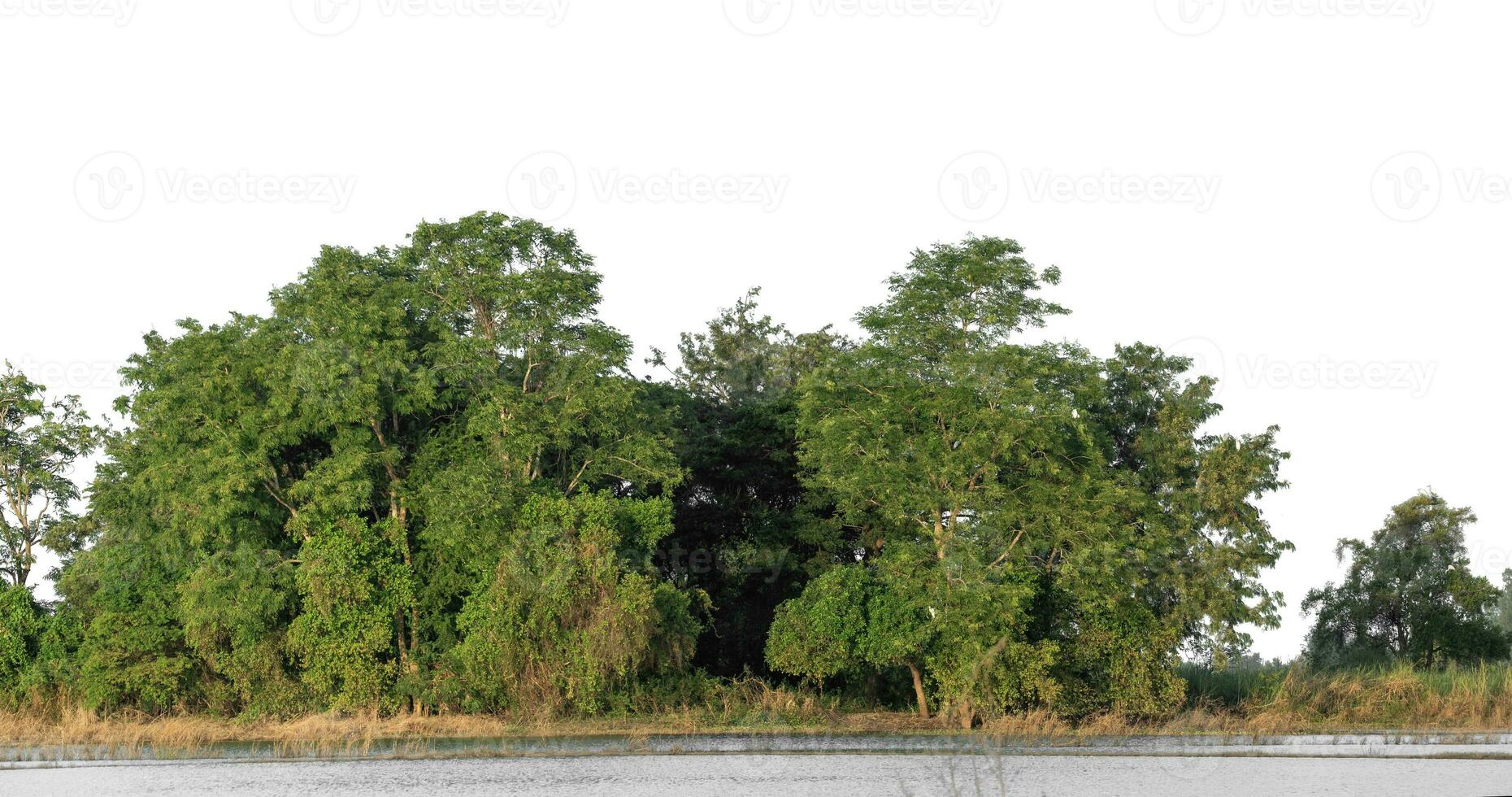 A group of rich green trees High resolution on white background. photo
