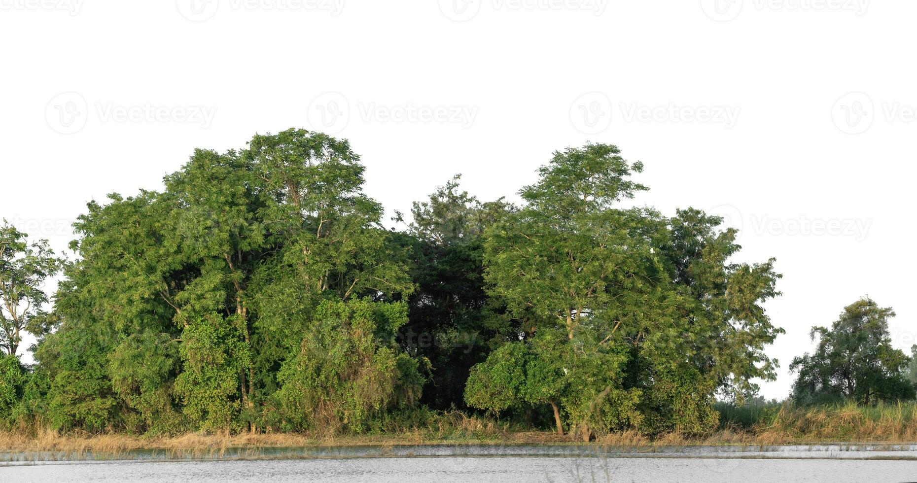 un grupo de Rico verde arboles alto resolución en blanco antecedentes. foto