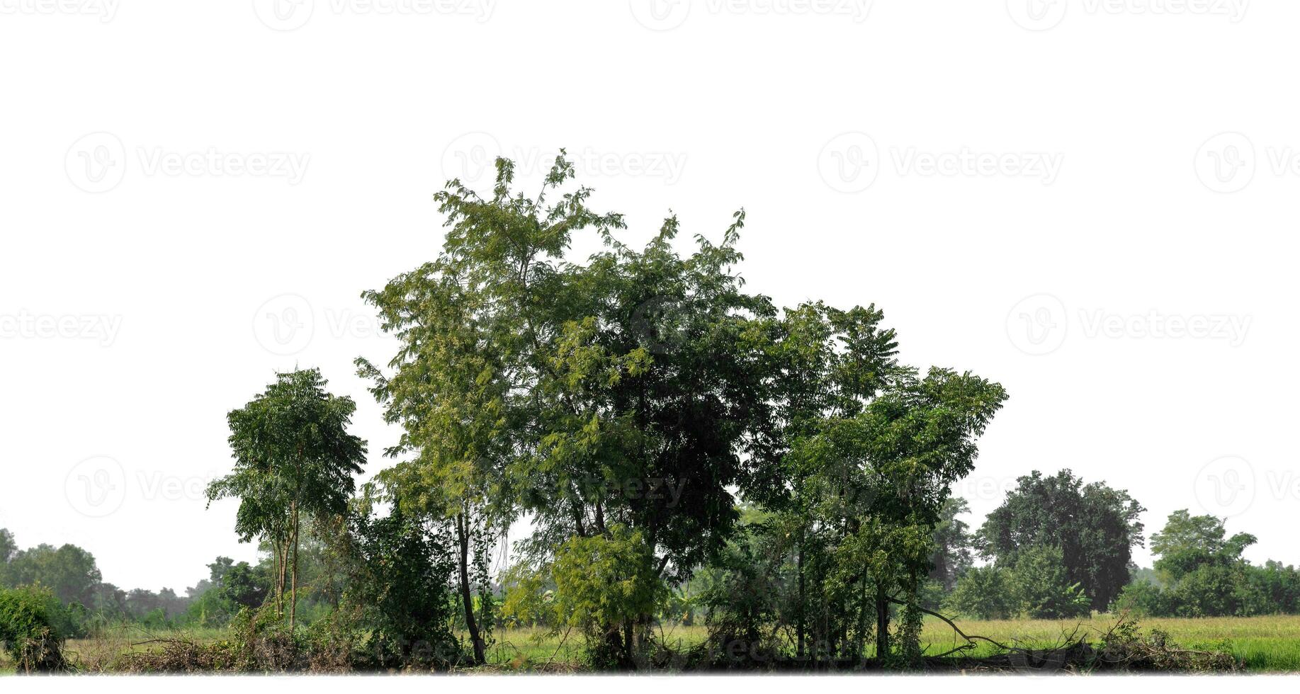 Forest in summer, high resolution on white background. photo
