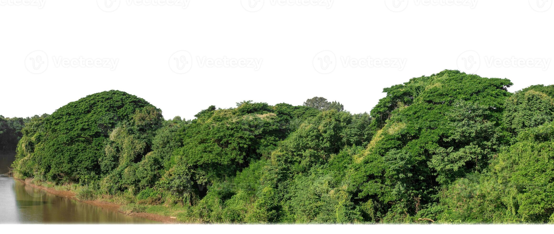 A group of rich green trees High resolution on white background. photo
