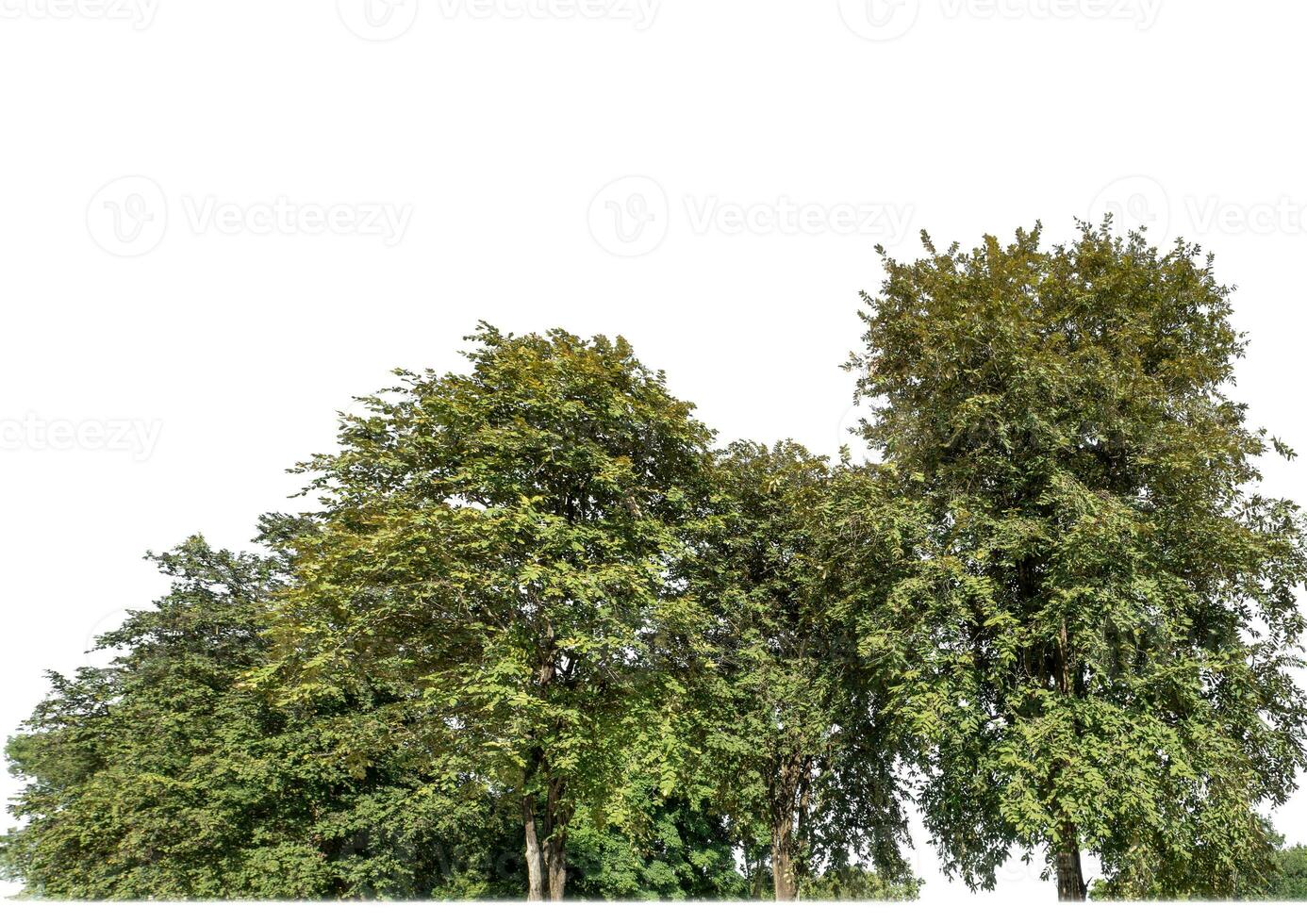 Forest in summer, high resolution on white background. photo