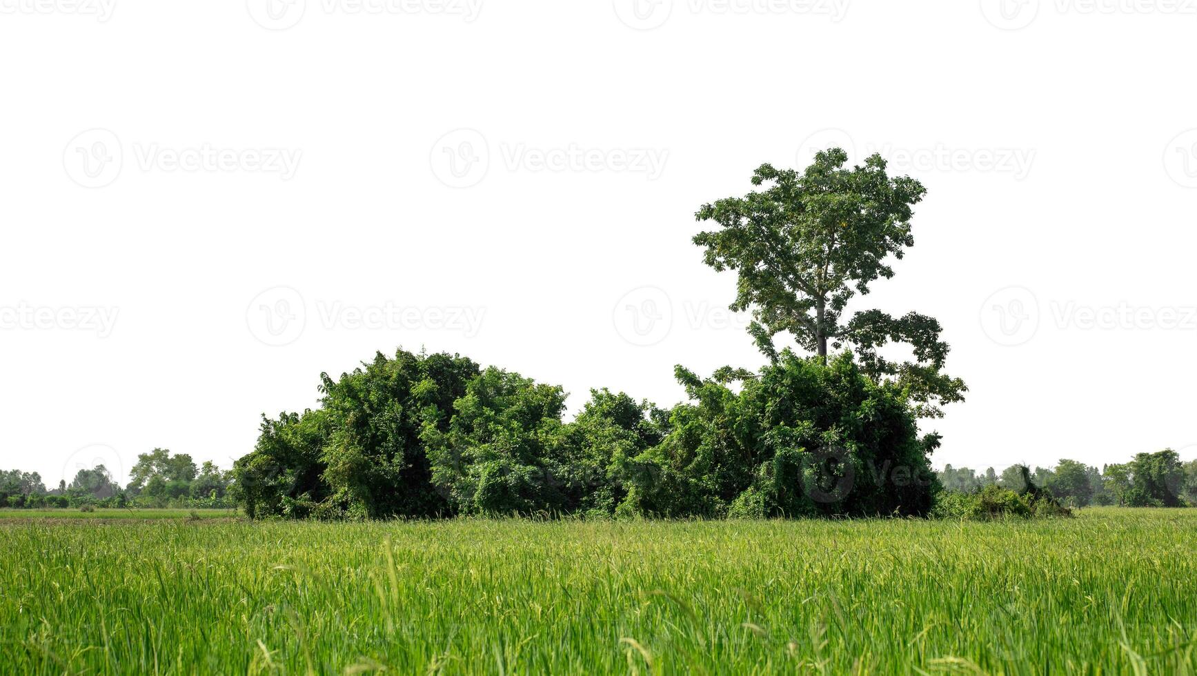 A group of rich green trees High resolution on white background. photo