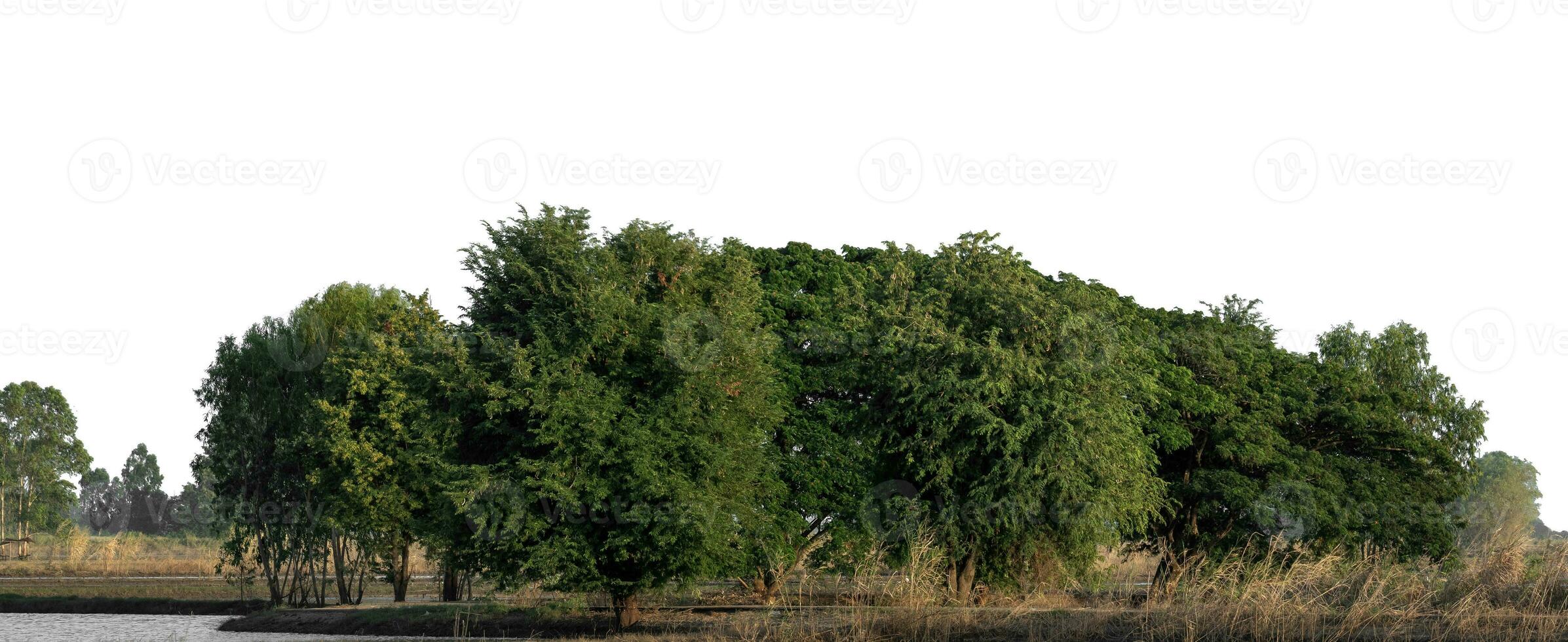 un grupo de Rico verde arboles alto resolución en blanco antecedentes. foto