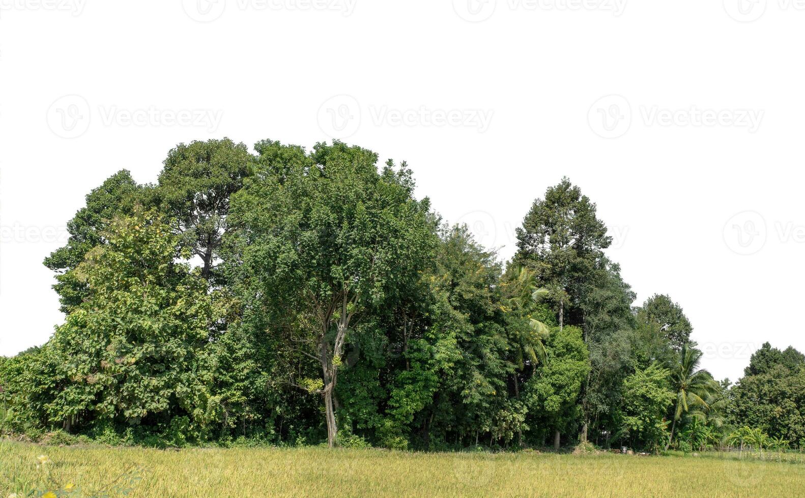 A group of rich green trees High resolution on white background. photo
