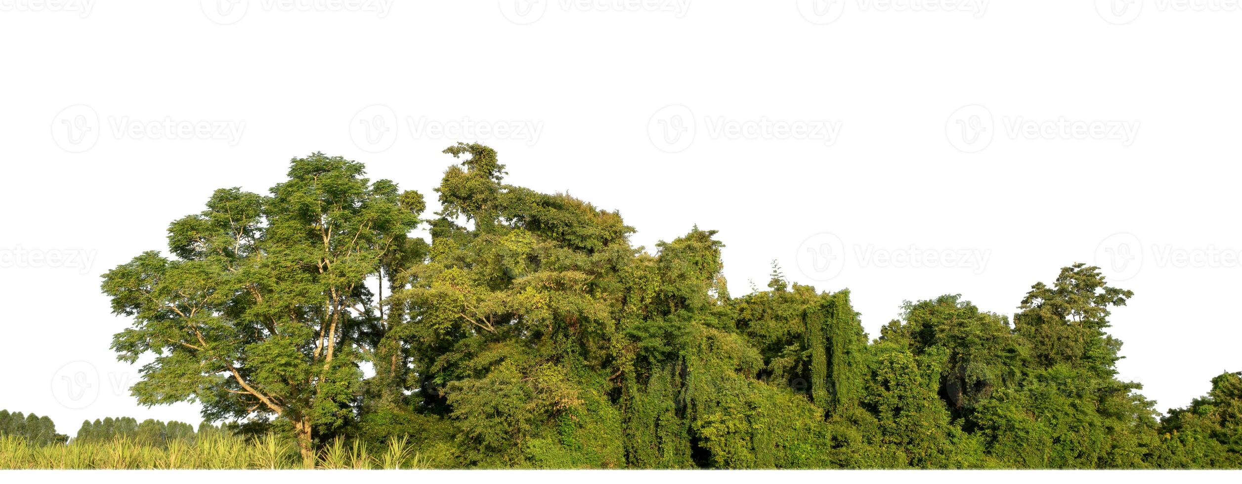 Forest in summer, high resolution on white background. photo