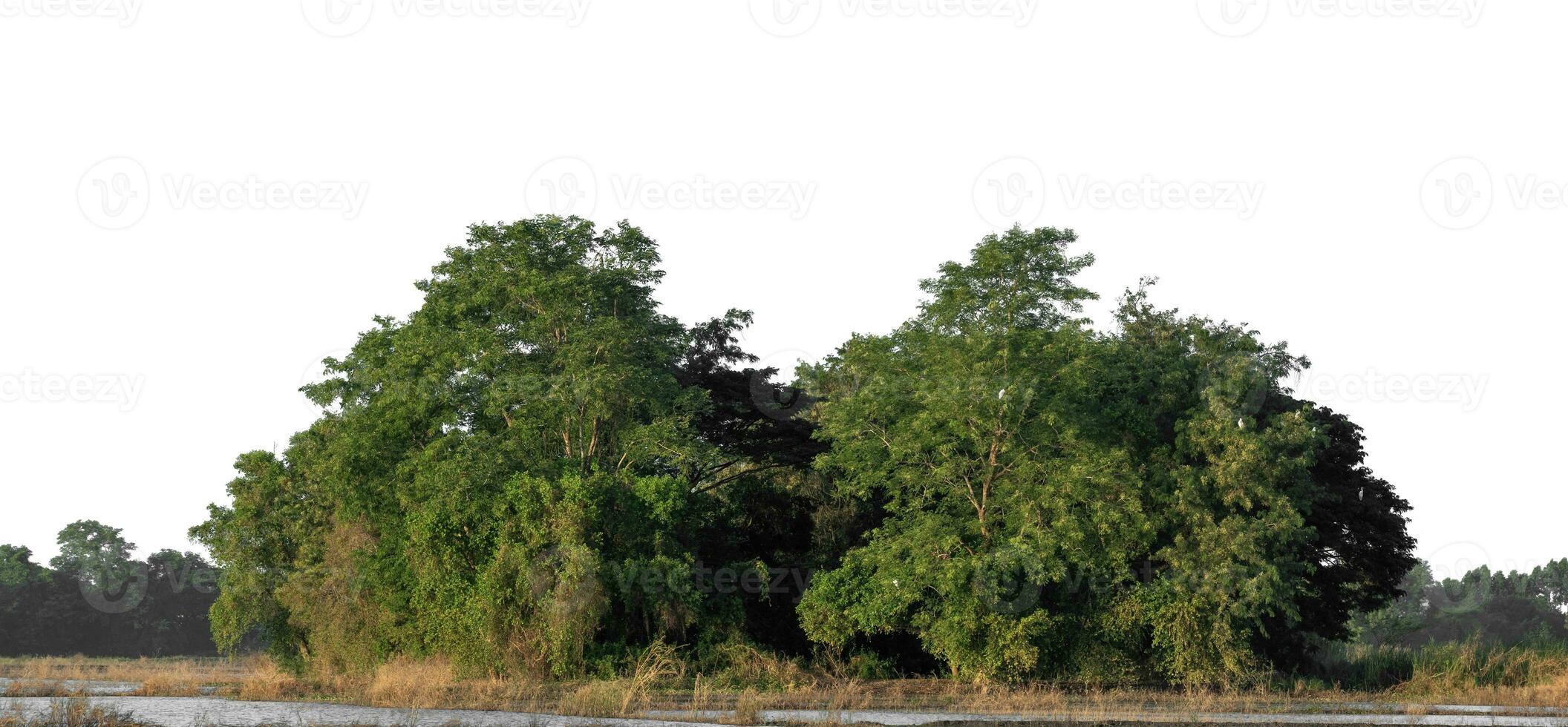 Forest in summer, high resolution on white background. photo