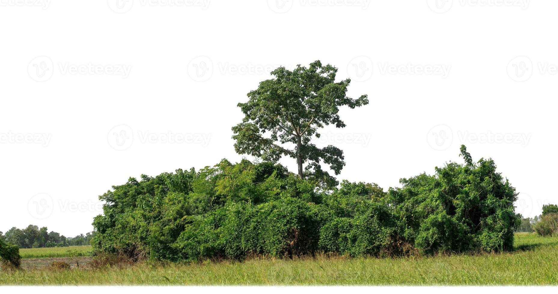 A group of rich green trees High resolution on white background. photo