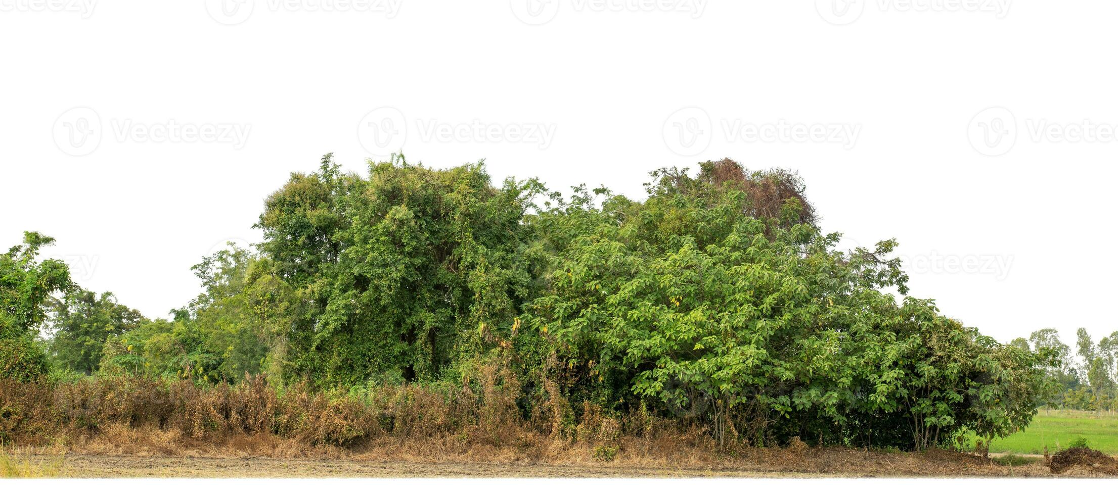 Forest in summer, high resolution on white background. photo