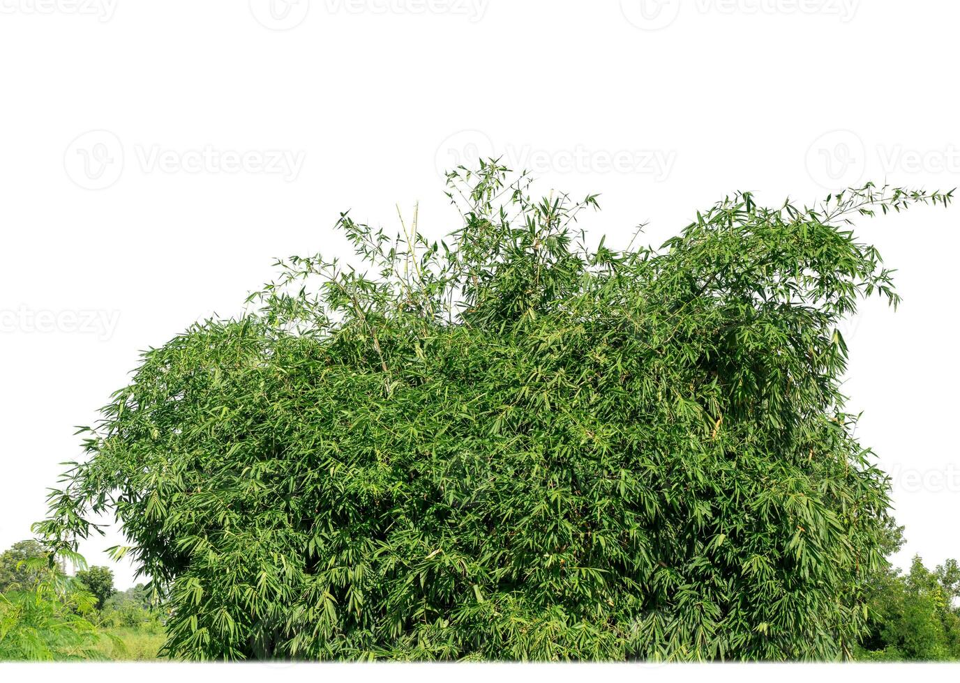 A group of rich green trees High resolution on white background. photo