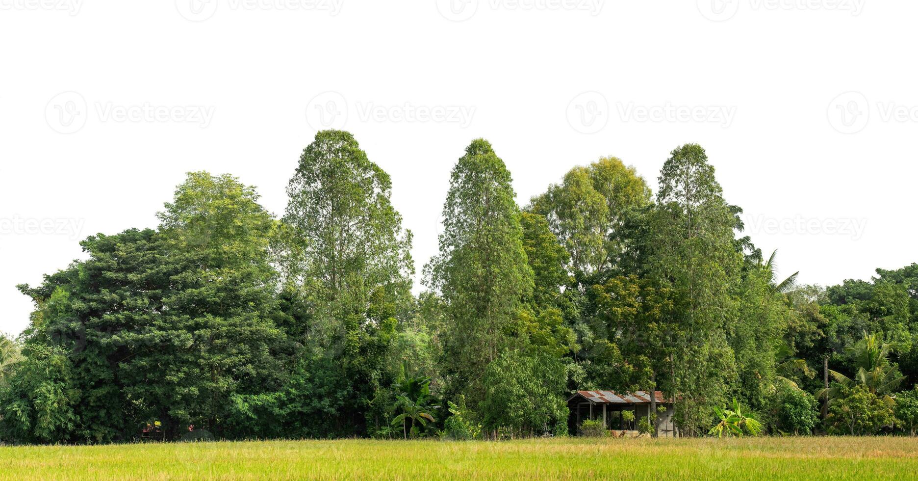 A group of rich green trees High resolution on white background. photo