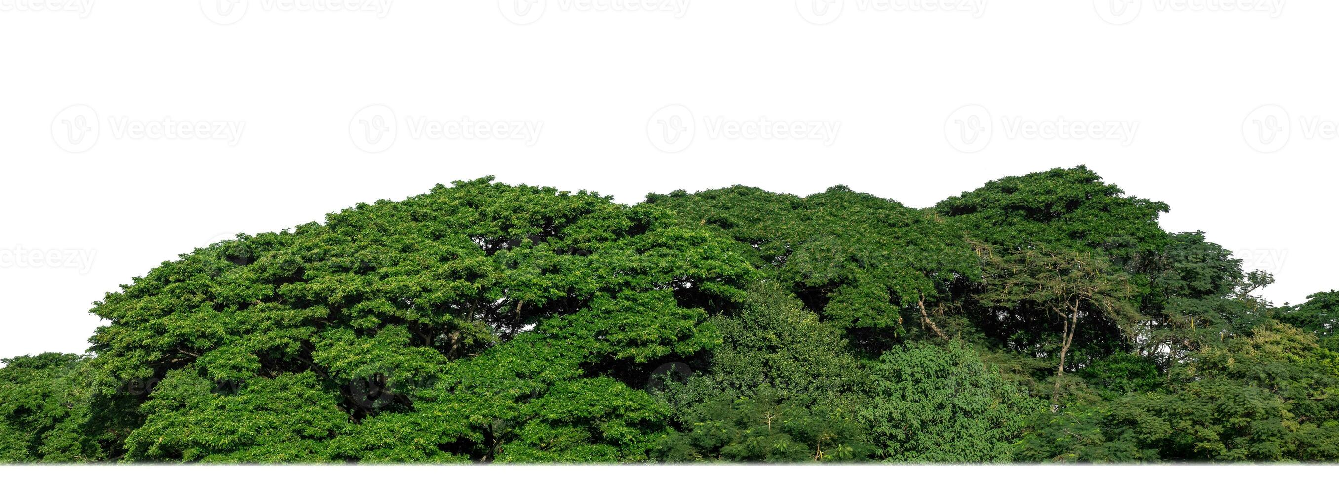 un grupo de Rico verde arboles alto resolución en blanco antecedentes. foto