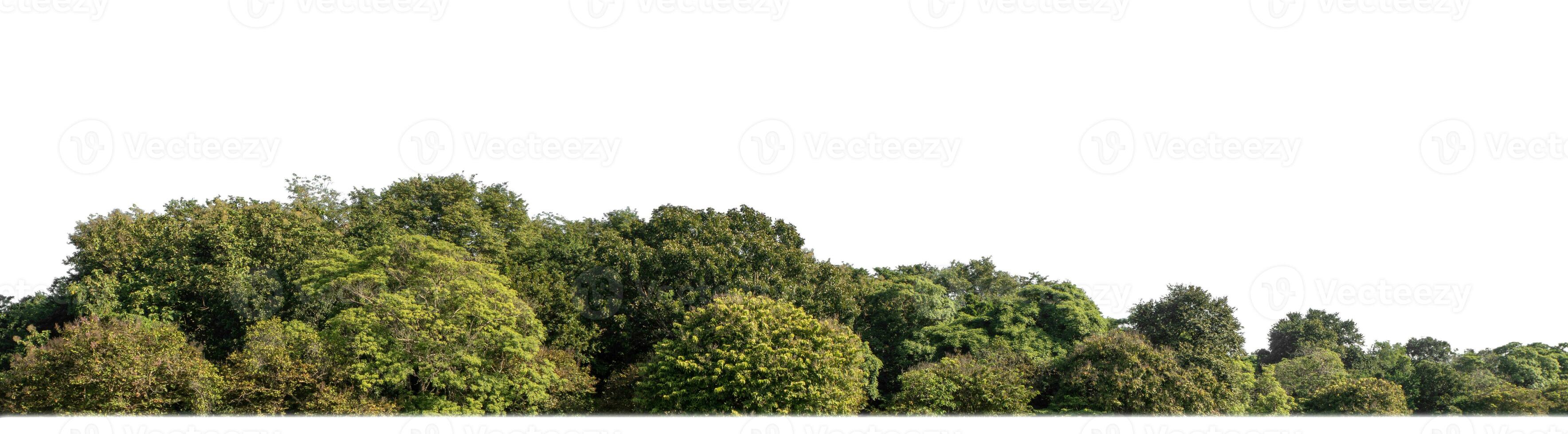 Forest in summer, high resolution on white background. photo