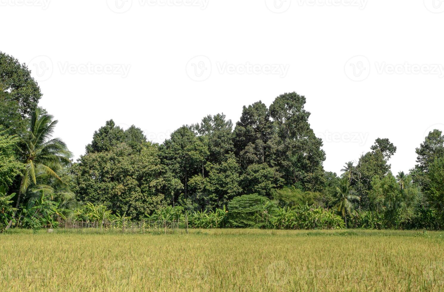 Forest in summer, high resolution on white background. photo