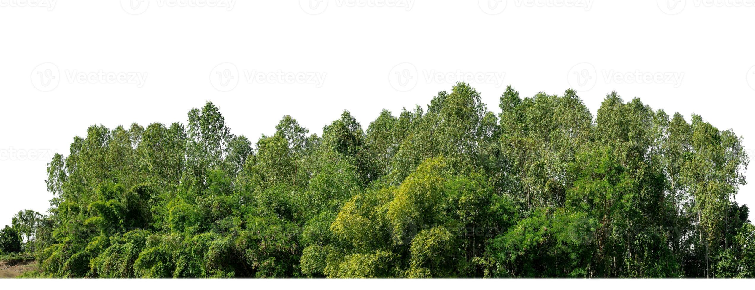 un grupo de Rico verde arboles alto resolución en blanco antecedentes. foto