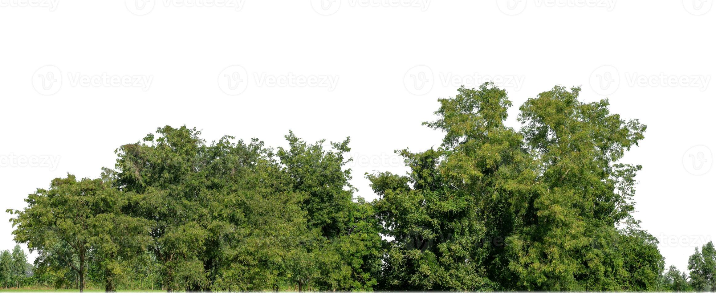 A group of rich green trees High resolution on white background. photo