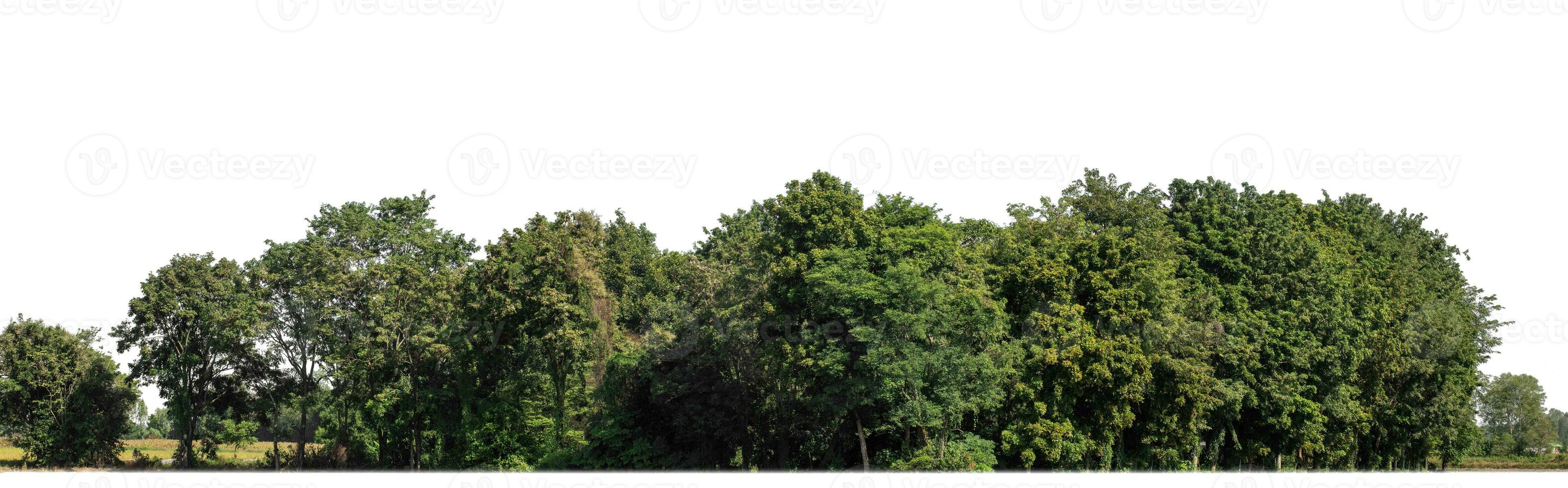 bosque en verano, alto resolución en blanco antecedentes. foto