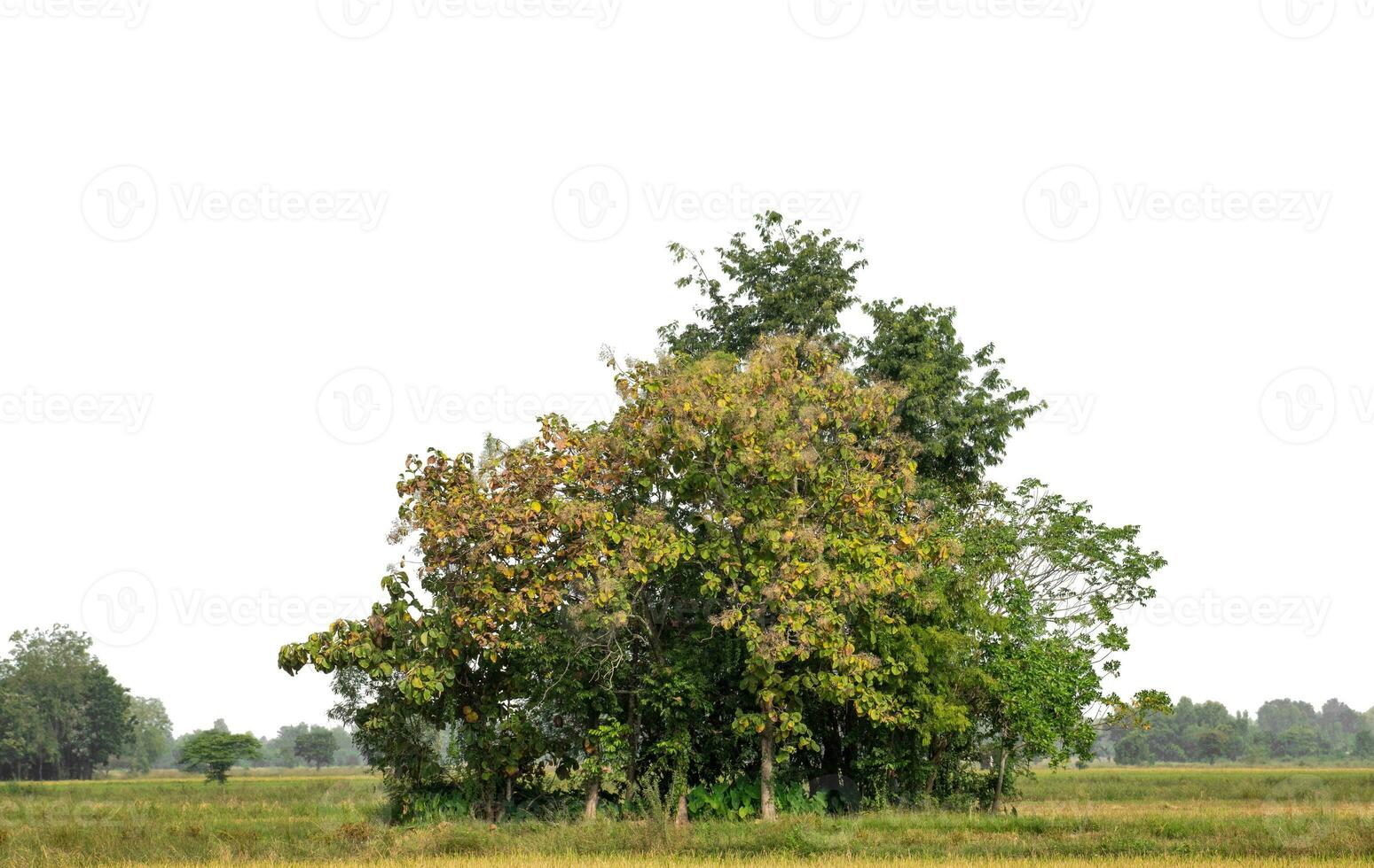 Forest in summer, high resolution on white background. photo