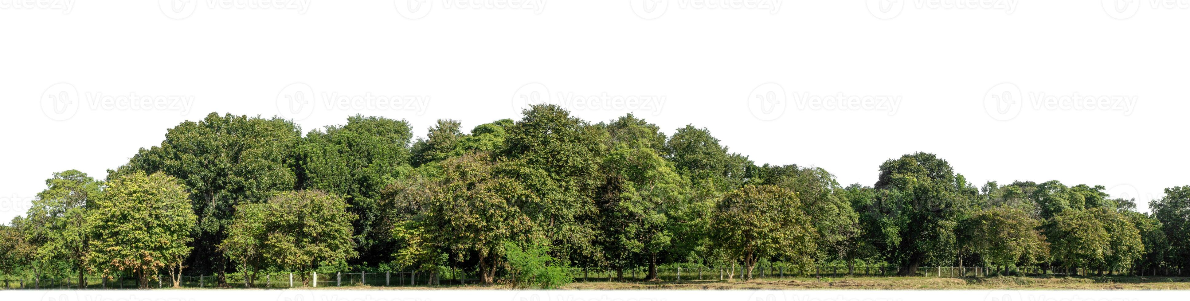 A group of rich green trees High resolution on white background. photo