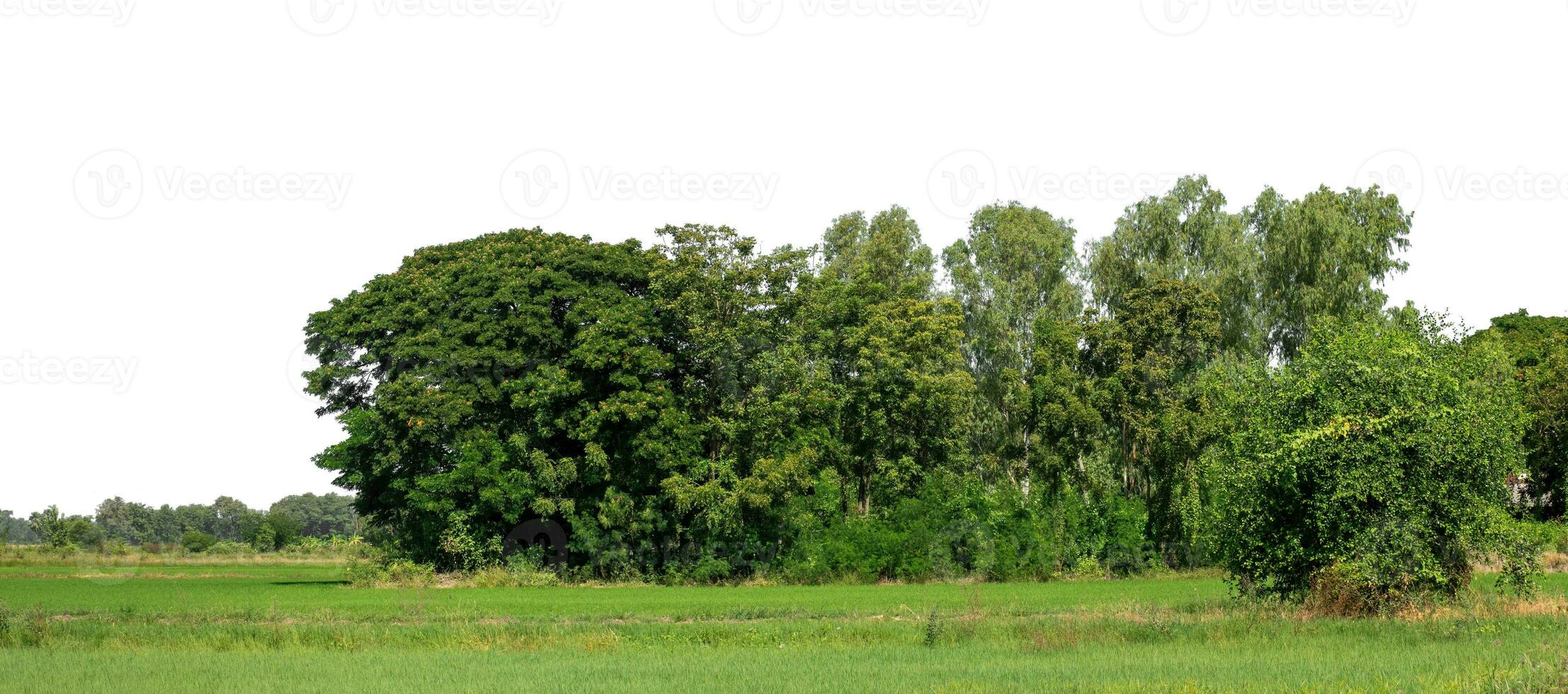 A group of rich green trees High resolution on white background. photo
