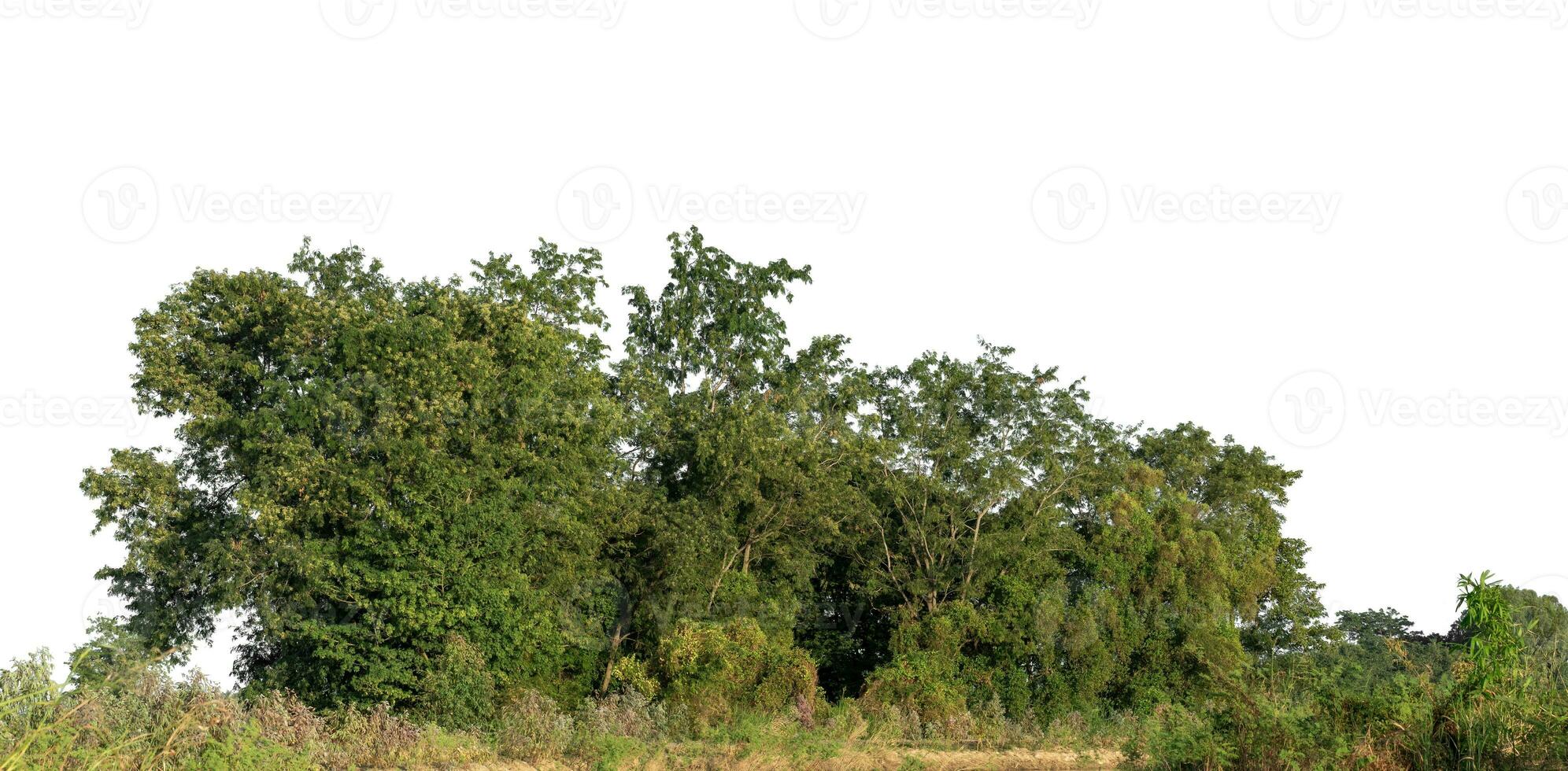 bosque en verano, alto resolución en blanco antecedentes. foto