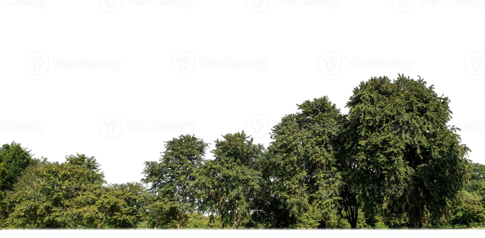 Forest in summer, high resolution on white background. photo