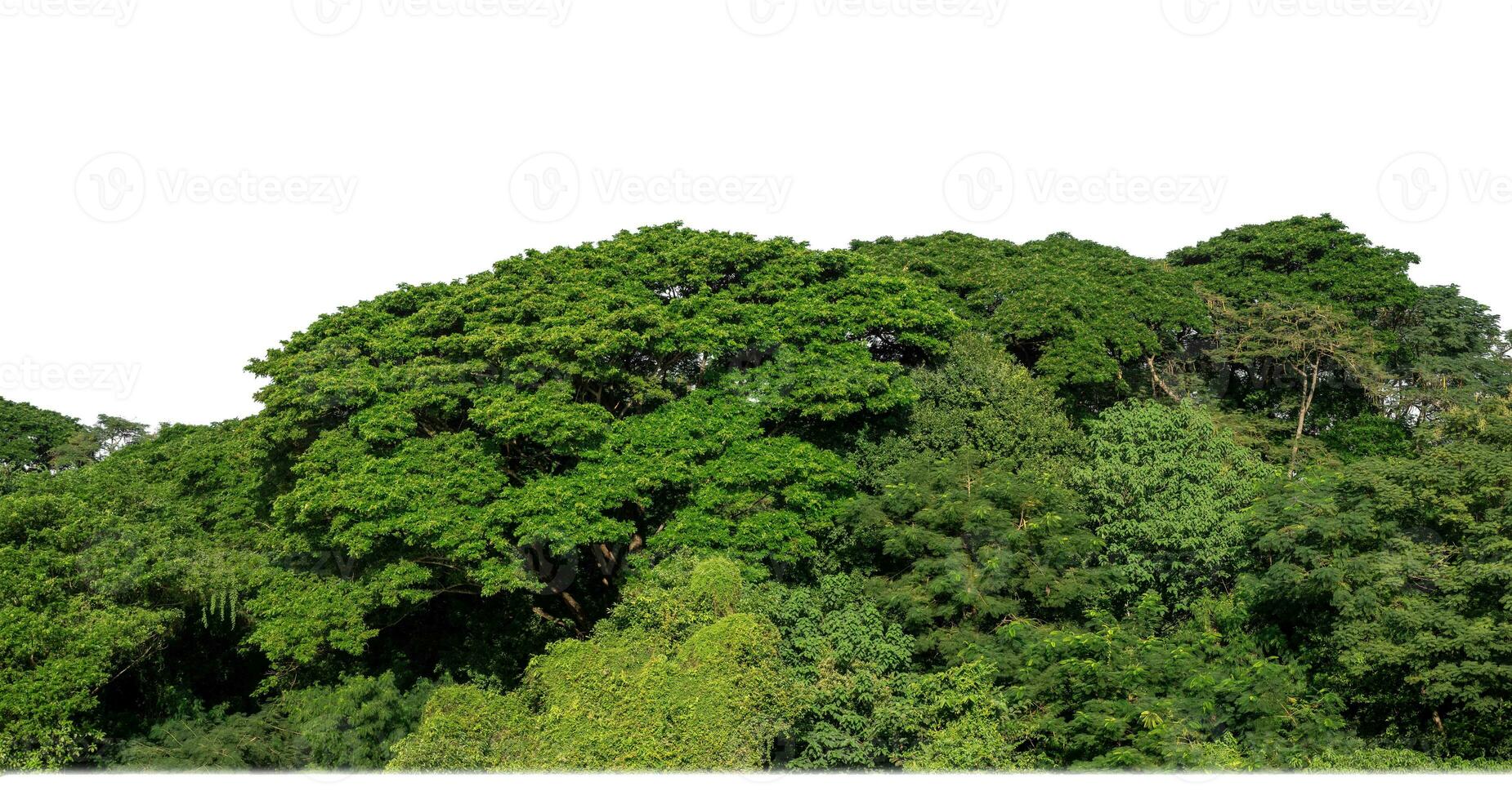 un grupo de Rico verde arboles alto resolución en blanco antecedentes. foto