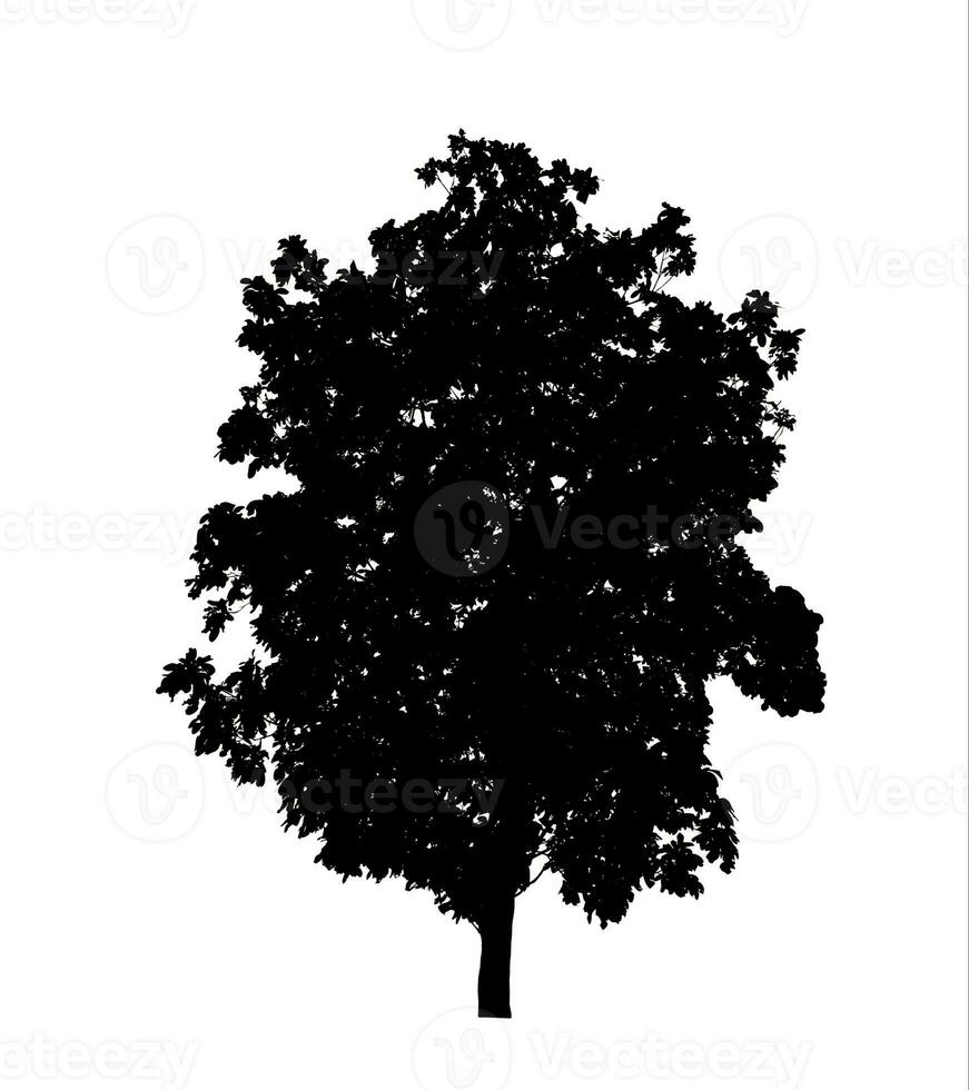 Tree silhouette for brush on white background. photo