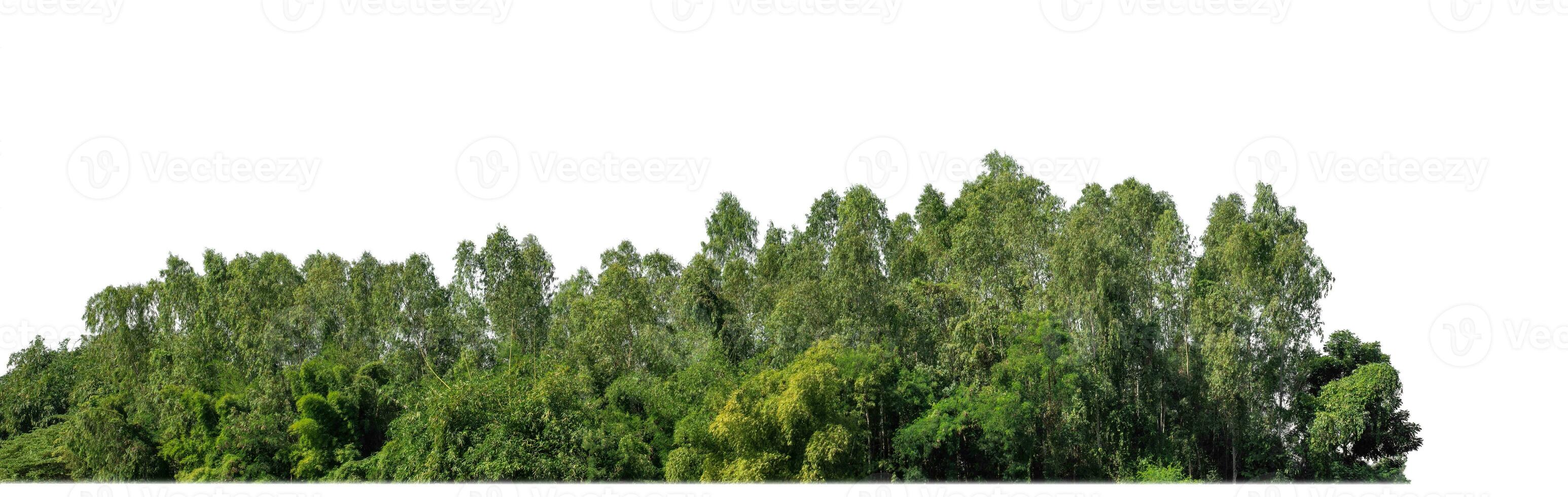 un grupo de Rico verde arboles alto resolución en blanco antecedentes. foto