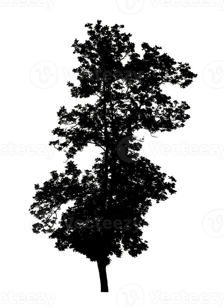 Tree silhouette for brush on white background. photo