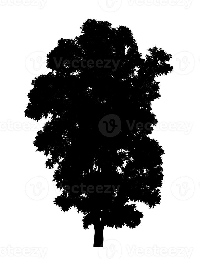 Tree silhouette for brush on white background. photo