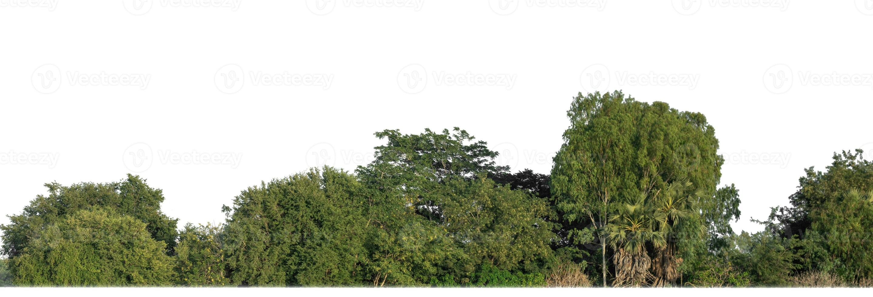 Forest in summer, high resolution on white background. photo
