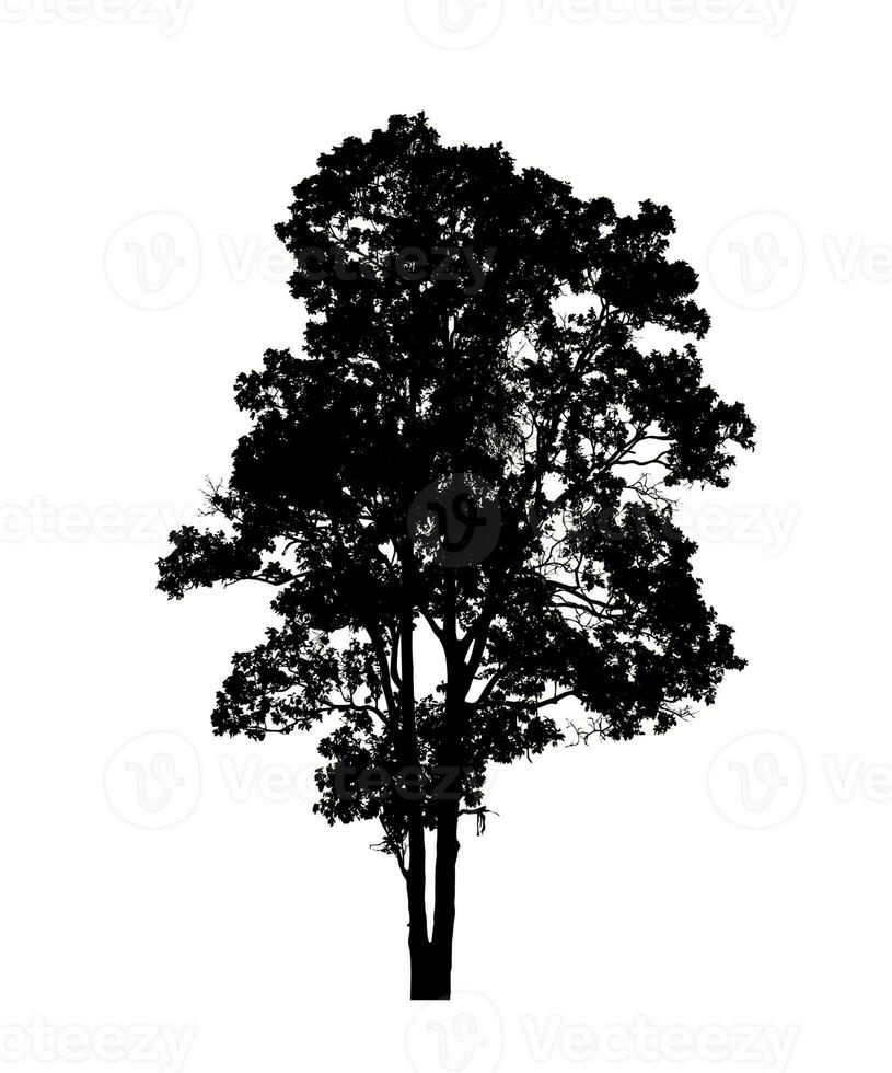 Tree silhouette for brush on white background. photo