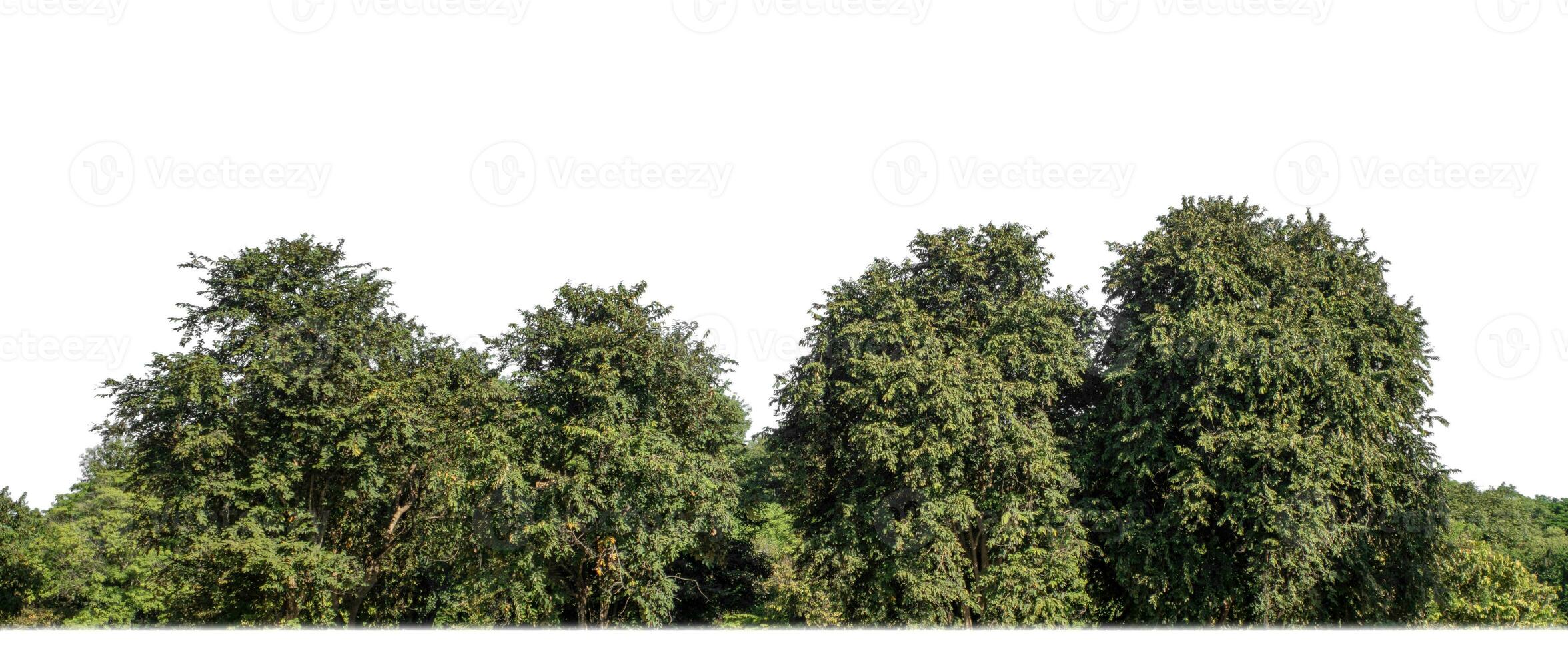 Forest in summer, high resolution on white background. photo