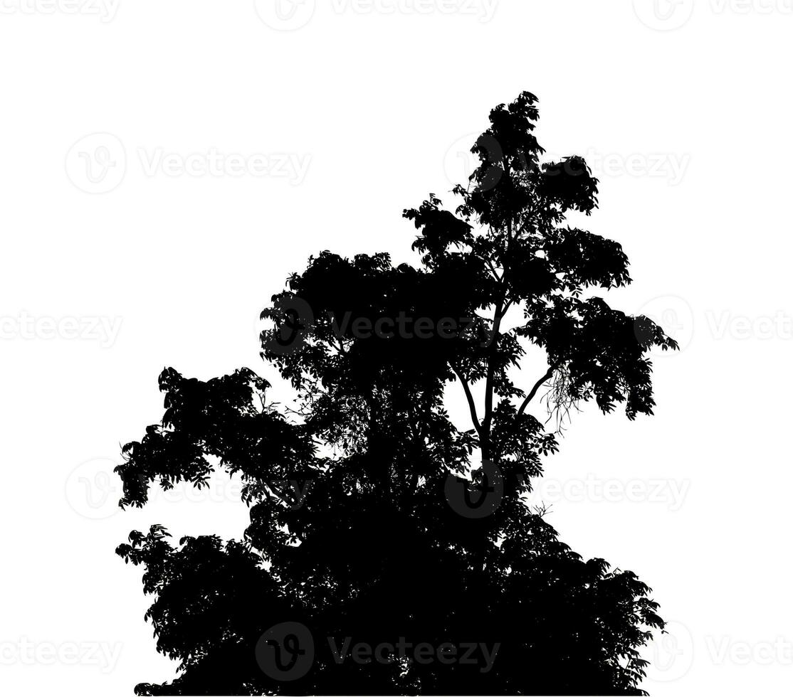 bush silhouette for brush on white background. photo