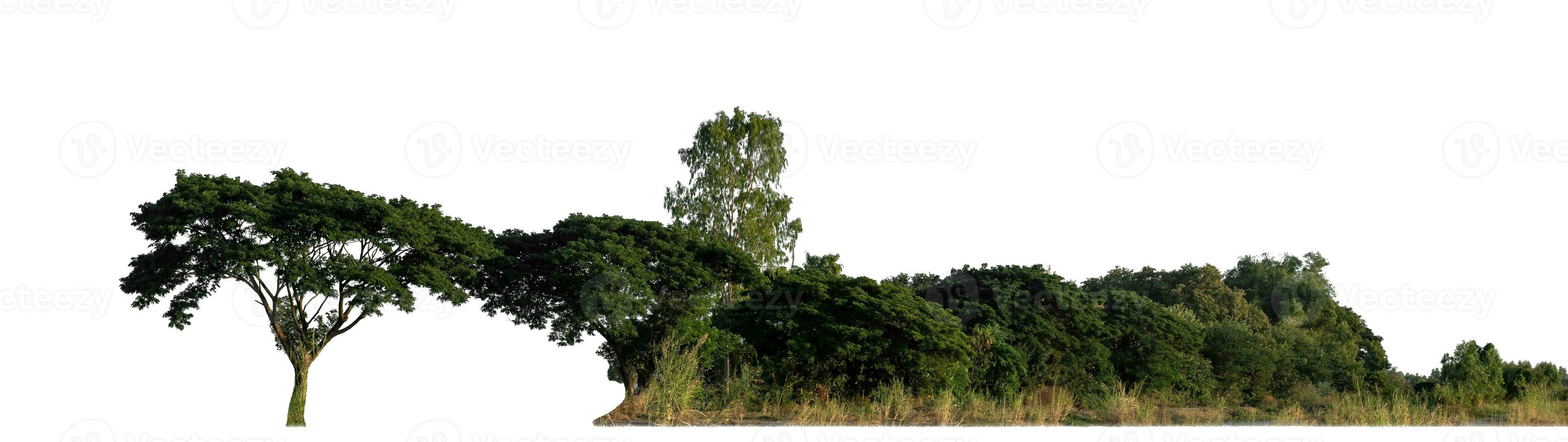 bosque en verano, alto resolución en blanco antecedentes. foto