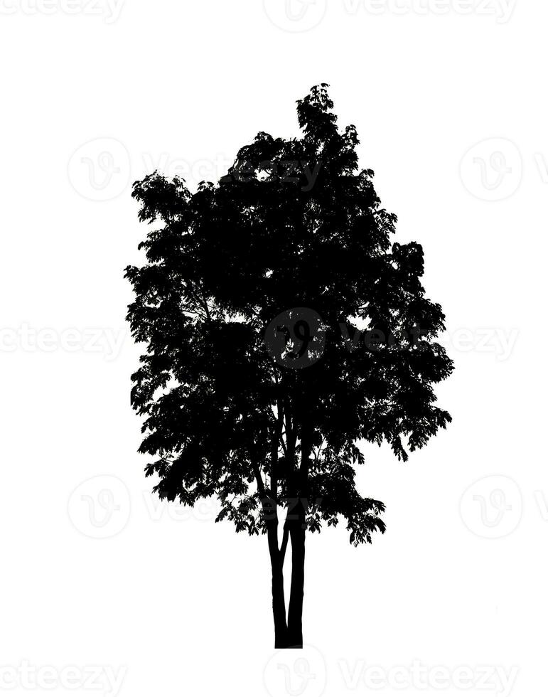 árbol silueta para cepillo en blanco antecedentes. foto