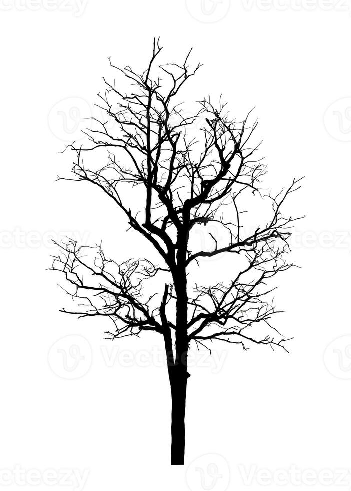 árbol silueta para cepillo en blanco antecedentes. foto