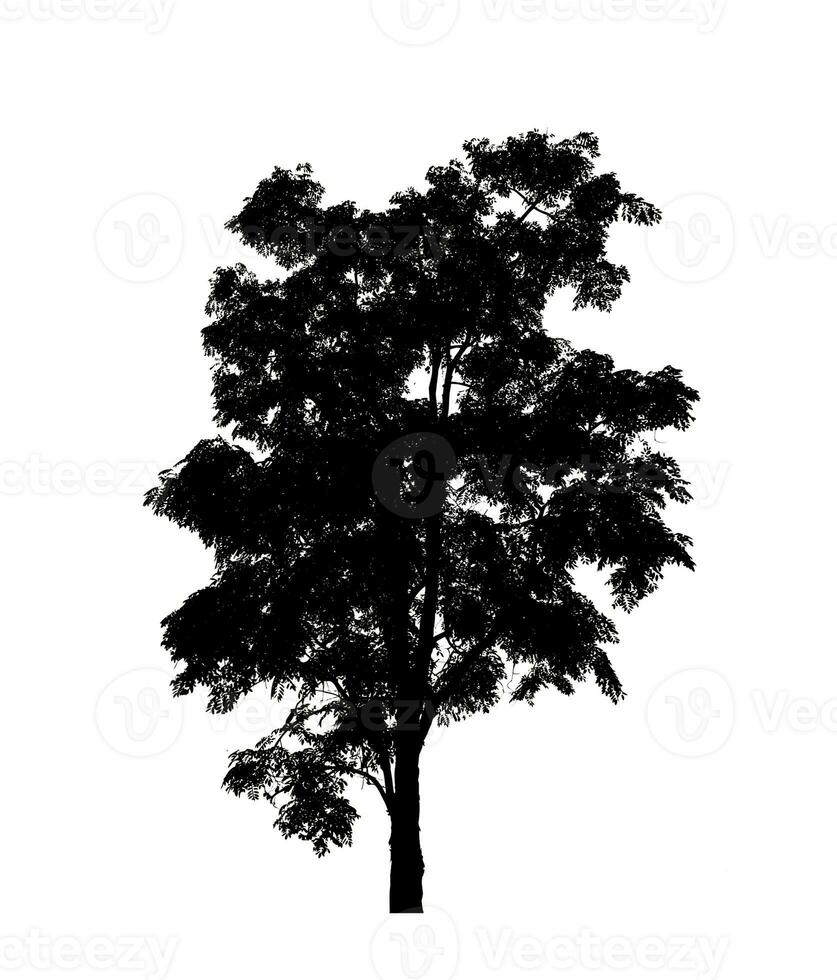 Tree silhouette for brush on white background. photo