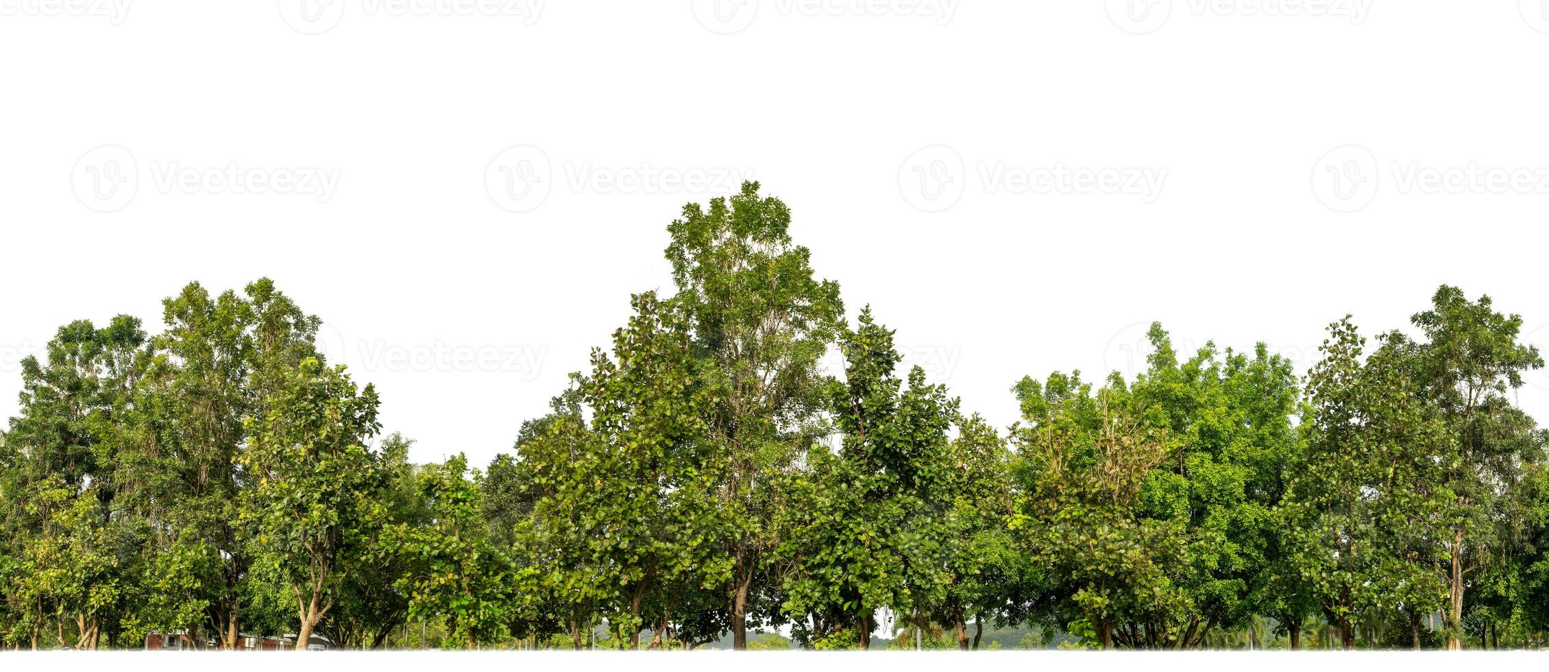 Green Trees isolated on white background.are Forest and foliage in summer for both printing and web pages with cut path and alpha channel photo