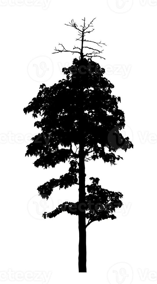 Tree silhouette for brush on white background. photo