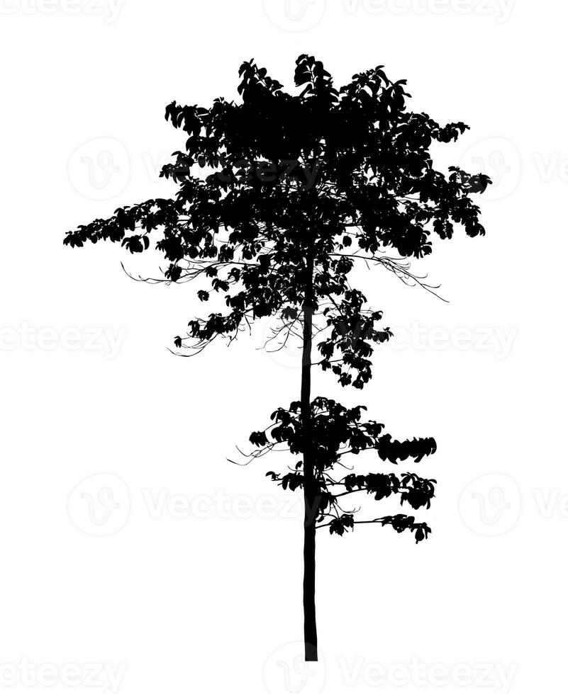 árbol silueta para cepillo en blanco antecedentes. foto