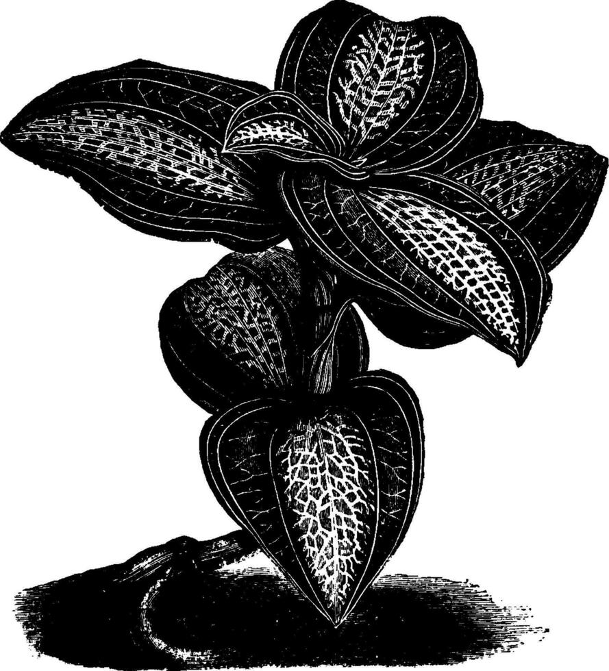 Ancectochilus Friderici-Augusti vintage illustration. vector