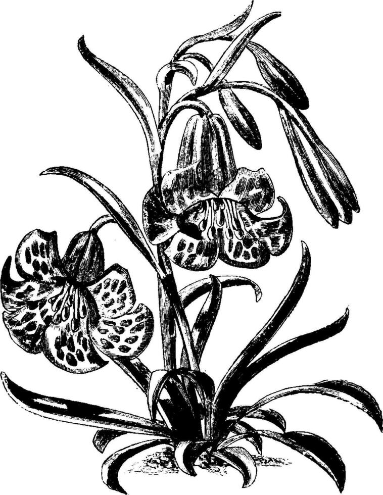 Fritillaria Recurva vintage illustration. vector