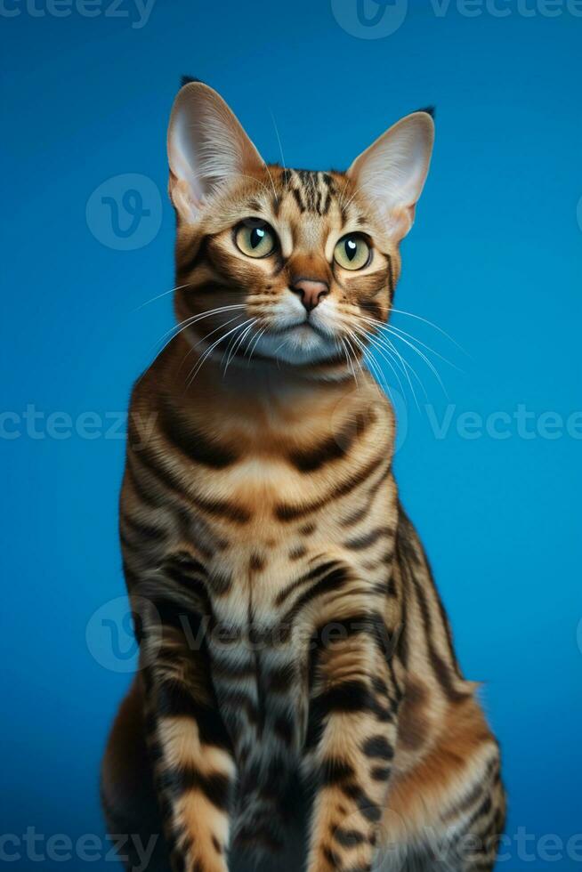 AI generated a bengal cat sitting on a blue background photo