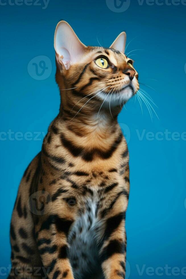 AI generated a bengal cat sitting on a blue background photo